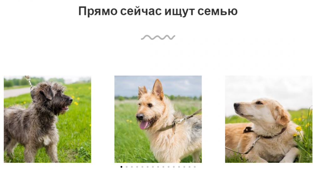 Собаки орловская область